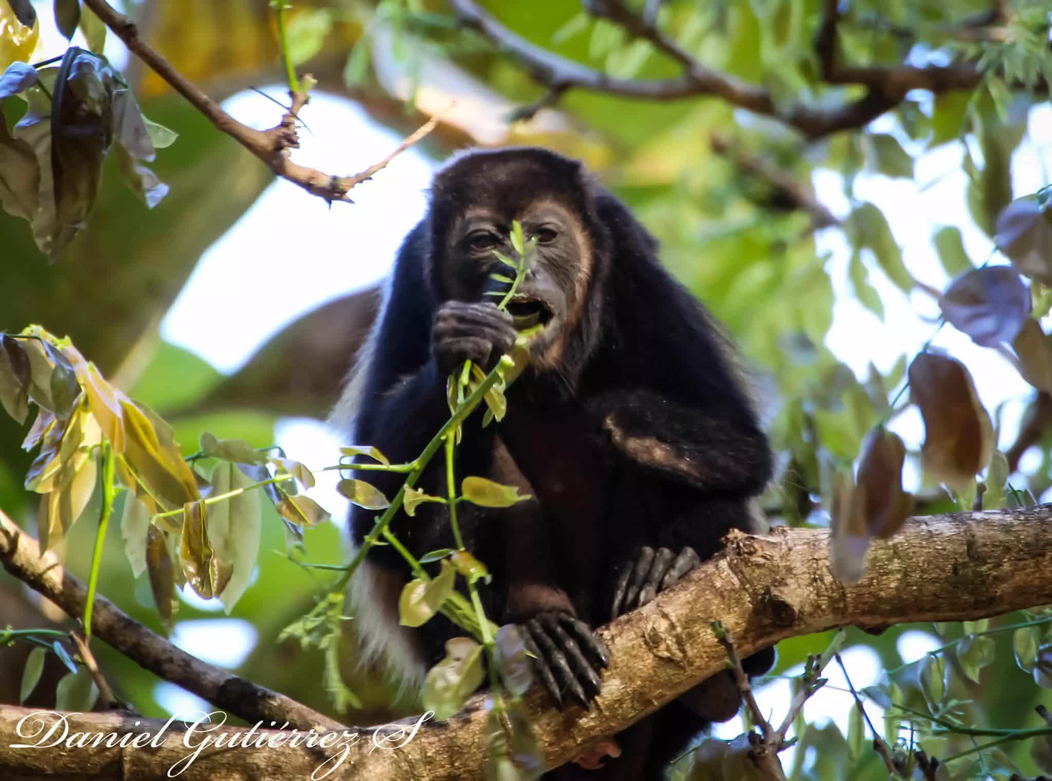 importancia del mono congo en los ecosistemas